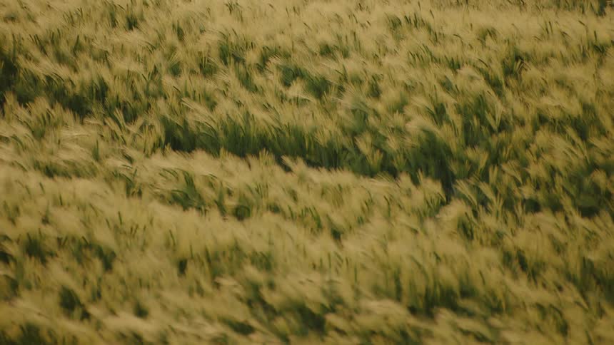 A view of a landscape with grasses