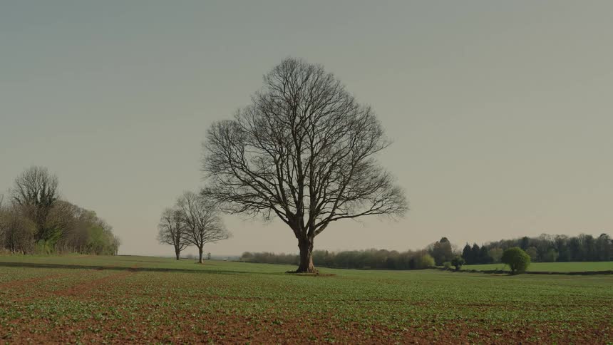 Open field with leafless trees in view