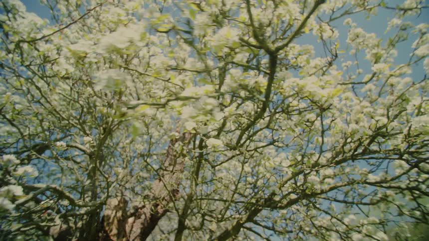 A forest with some trees covered in flowers