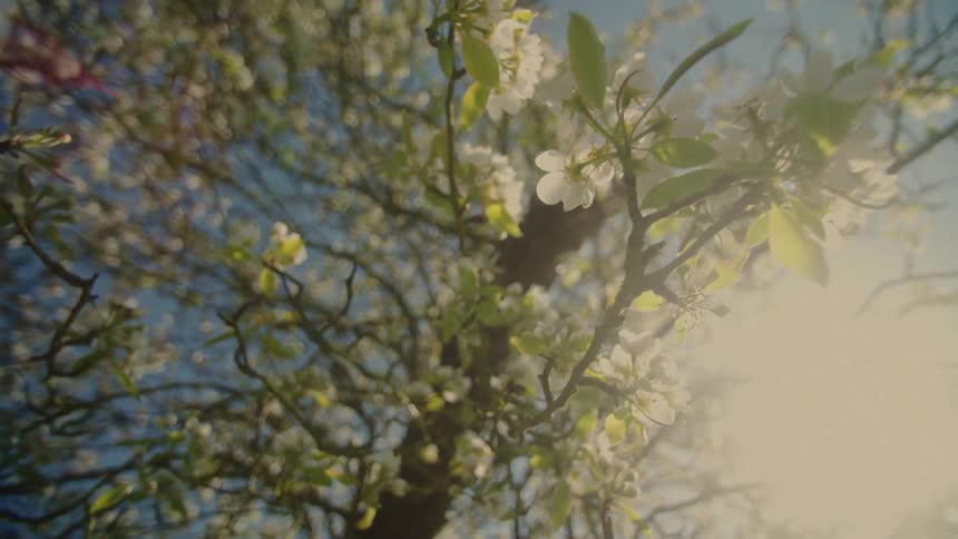 Tree with white flowers against a reflection of the sun