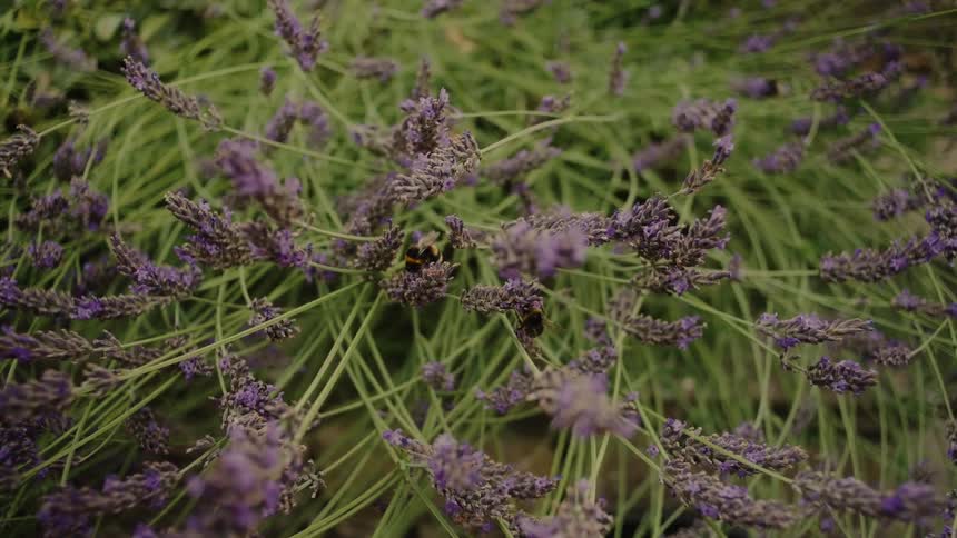 Bumblebees fly and crawl over a thick bush of purple lavender flowers to collect pollen