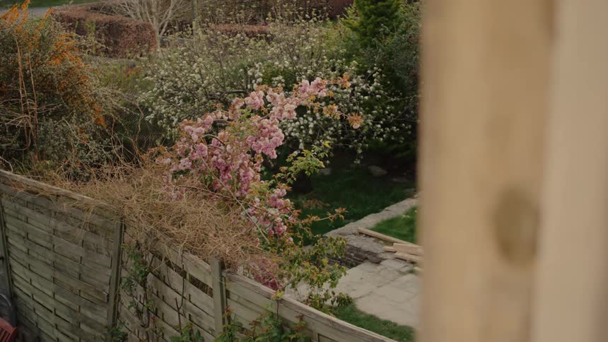 Pink cherry blossoms bloom on a branch leaning over a wooden garden fence during a breezy day with green grass and budding trees in the background
