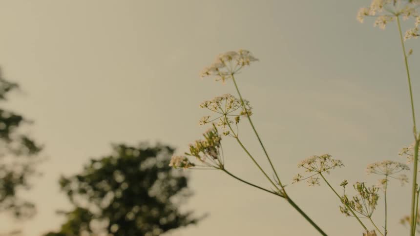 A close view of delicate white wildflowers swaying gently against a soft pale sky with a tall tree visible in the blurred background during a warm afternoon