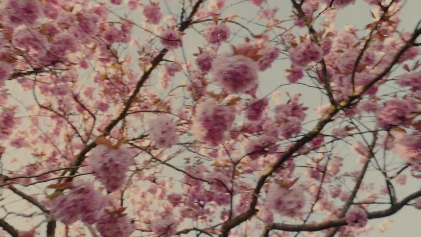 Pink cherry blossoms bloom on branches of a tree against a soft sky