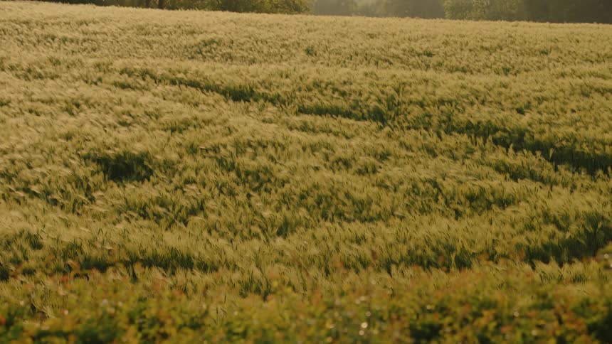 A vast field of golden grain sways rhythmically as a gentle wind ripples across the landscape the warm sunlight illuminates the crops creating a soft rolling texture that stretches toward the distant trees