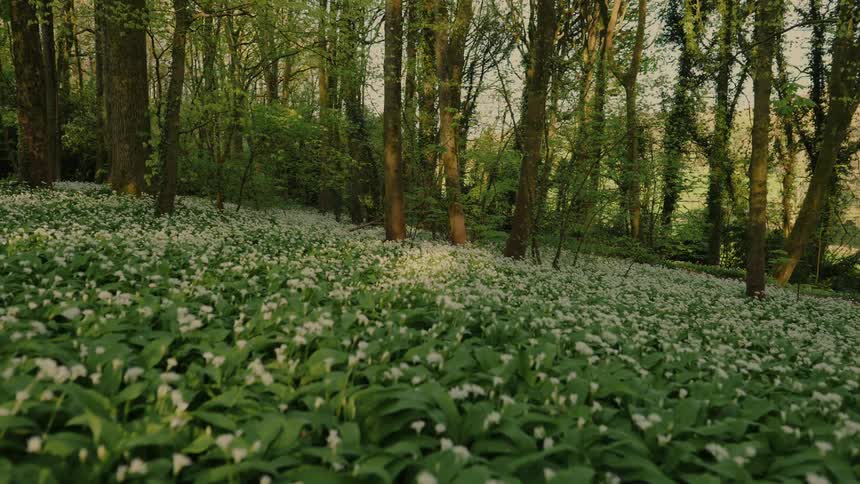 Forest with wild garlic in white bloom covering ground