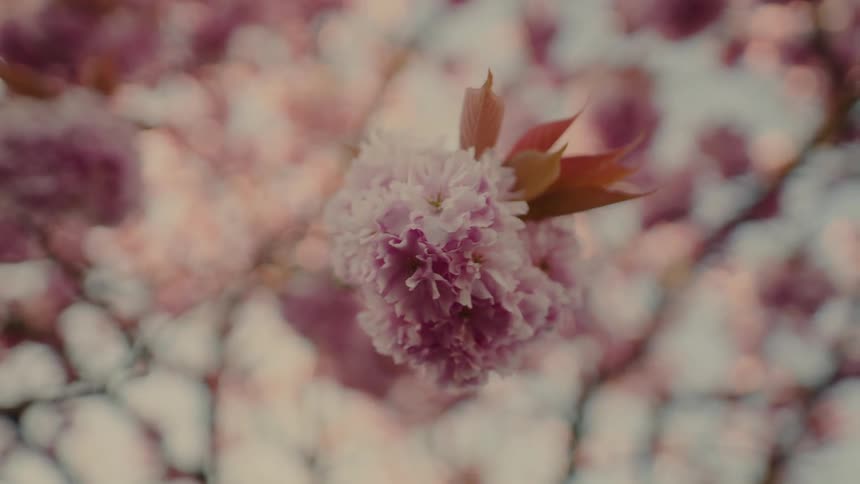 Closeup of a pink flower blossom on a tree