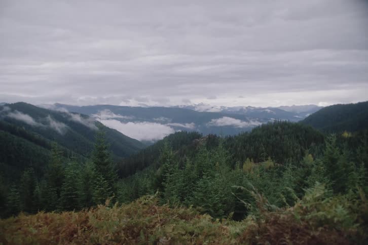 The mountains are full of tall green trees