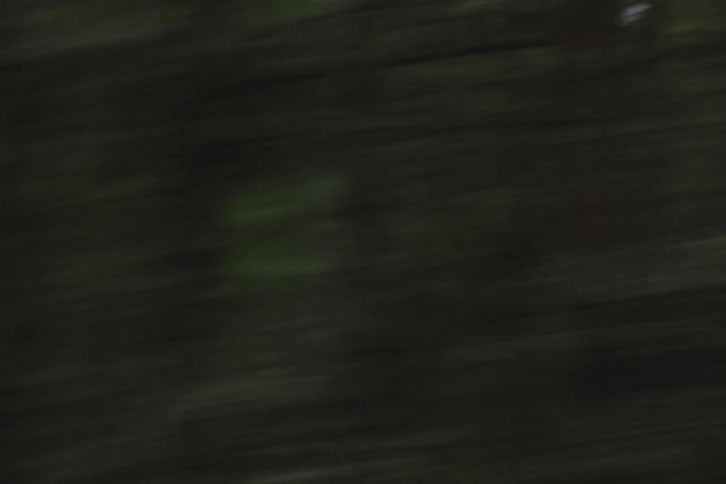 Dense forest with tall trees in motion blur