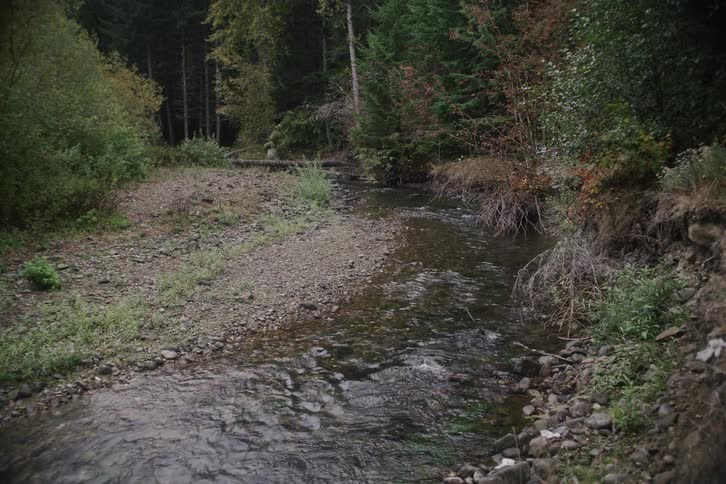A shallow river flows over grey stones and pebbles through a dense evergreen forest with lush green foliage and fallen branches along the banks