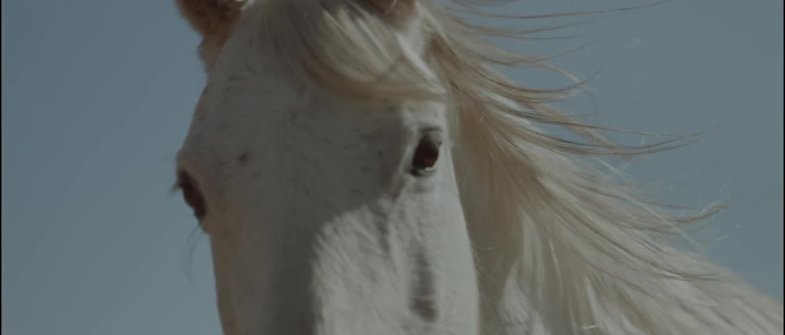 Close up of the head and face of a white horse as it walks