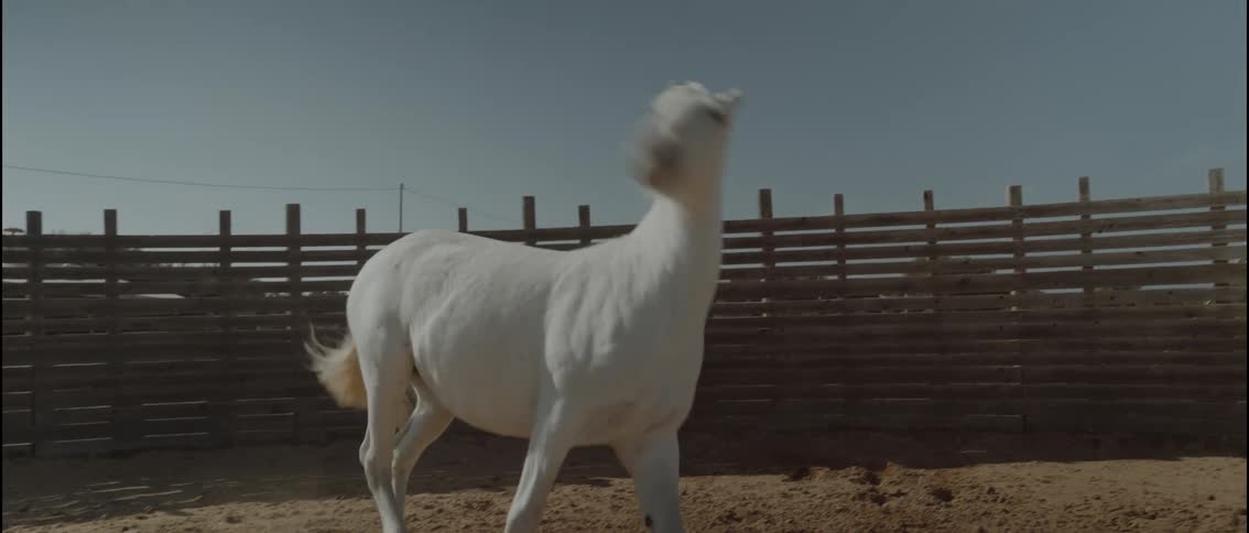 White horse running in a sandy enclosure under the sun