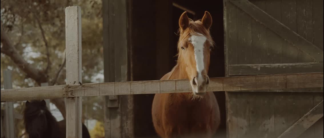 Brown horse with a white facial stripe leaning on a wooden fence yawning with tongue out