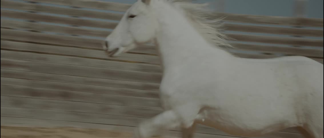 White horse running alongside a wooden fence