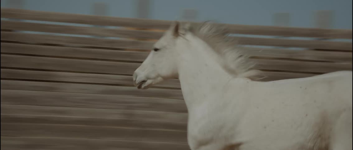 White horse galloping along a wooden fence