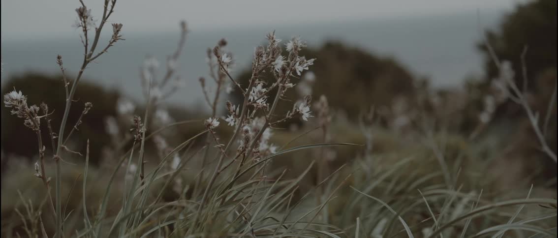 White wildflowers among grasses with the sea in the background