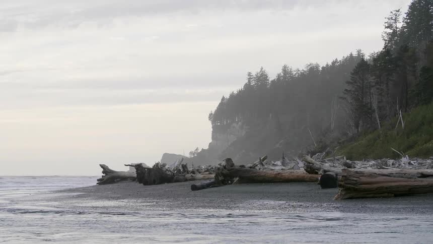 Logs litter a shore near a forest