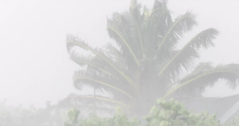 Palm trees and surrounding plants shake in a heavy storm during the daytime