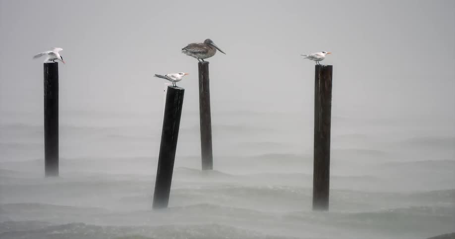 Three terns and a pelican perch on wooden pilings as heavy waves and mist past