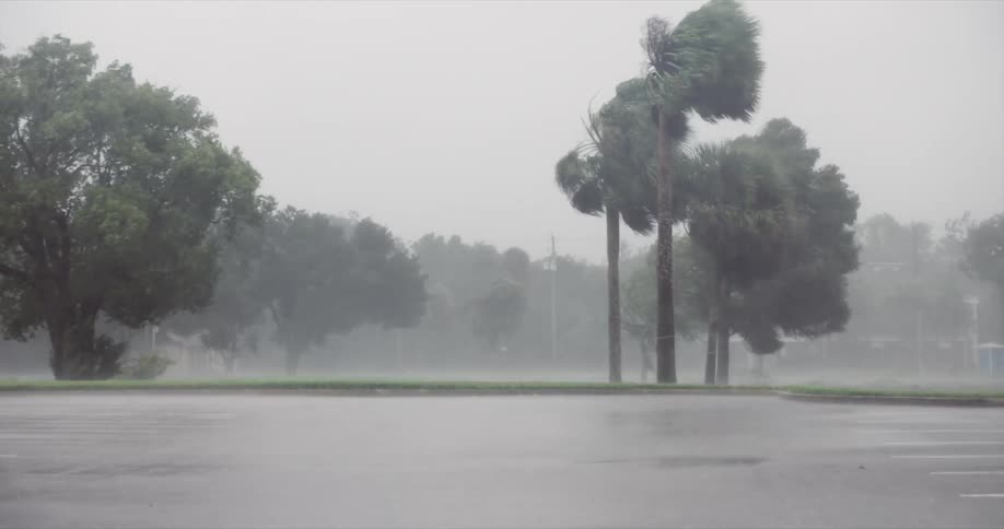Palm trees bent by strong wind during heavy rain in an urban area