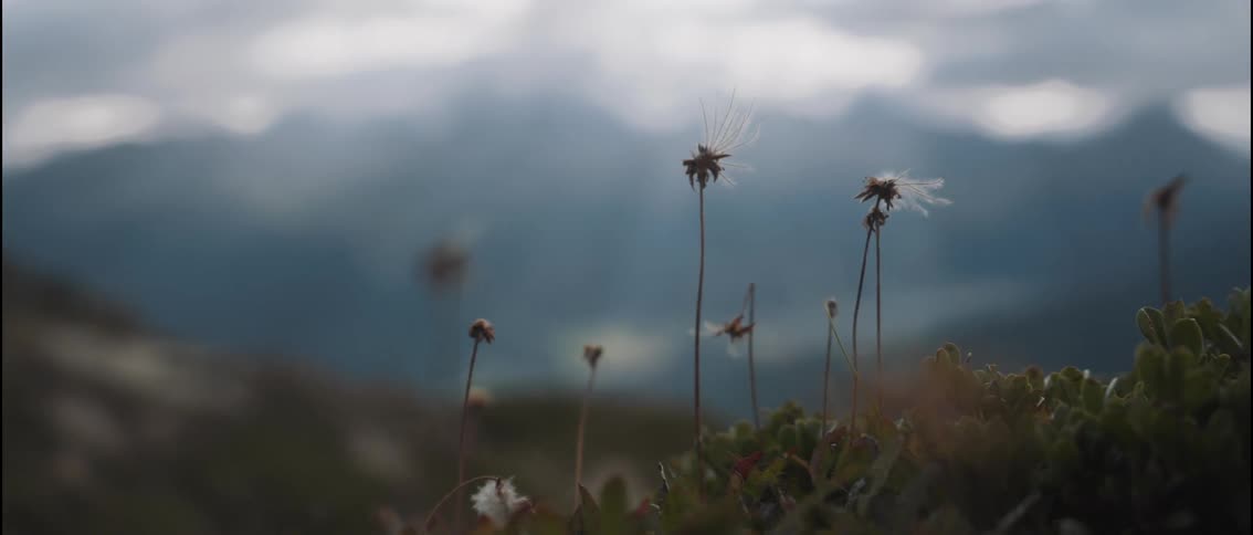 Small flowers are on the mountain within the grass
