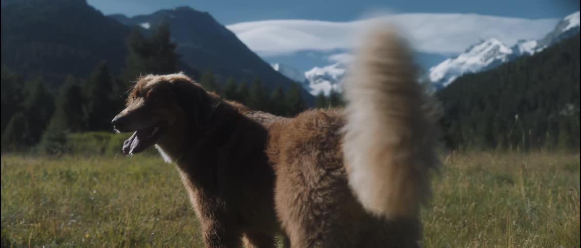 A brown long haired dog stands in a grassy meadow with snow capped mountains in the background