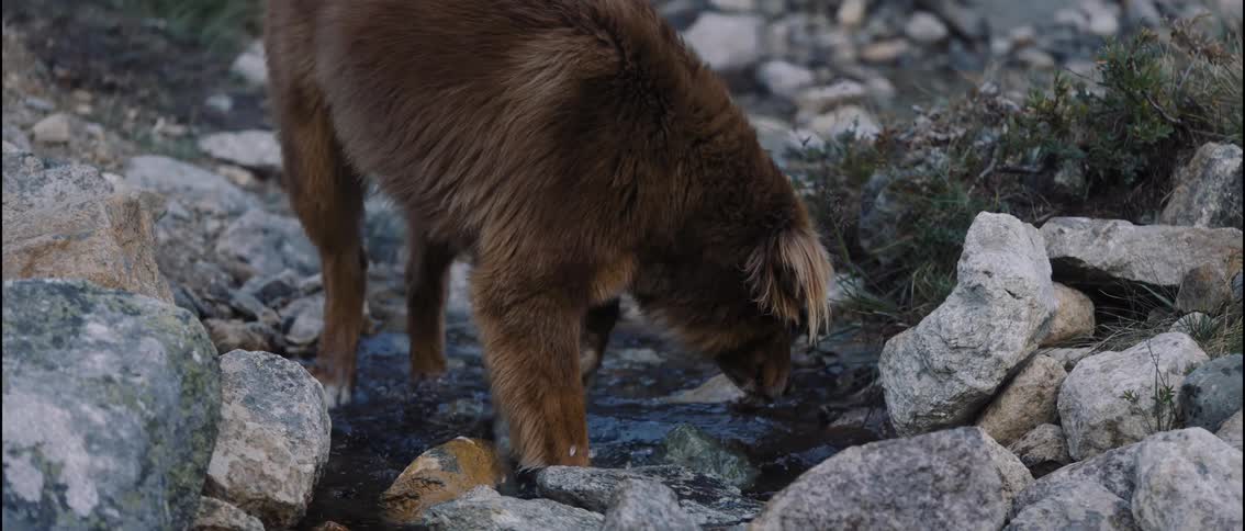 Dog disturbs a small rock while wading in a stream during the daytime