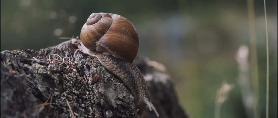 A brown land snail crawls slowly across the rough bark of a weathered tree stump