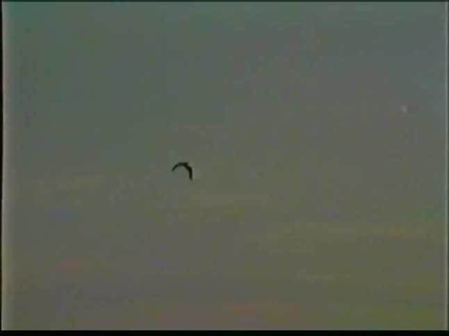 A large bird flaps its wings as it flies over a large body of water