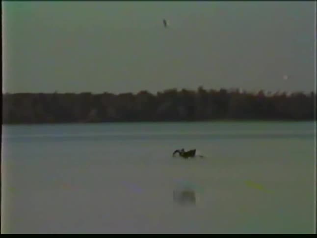 A bird flies low over a calm lake reflecting on the water surface with a dense green forest in the background under a pale sky