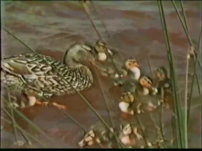 Some ducks out in a lake