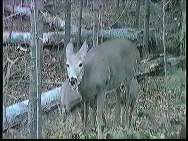 A group of deer out in a forest