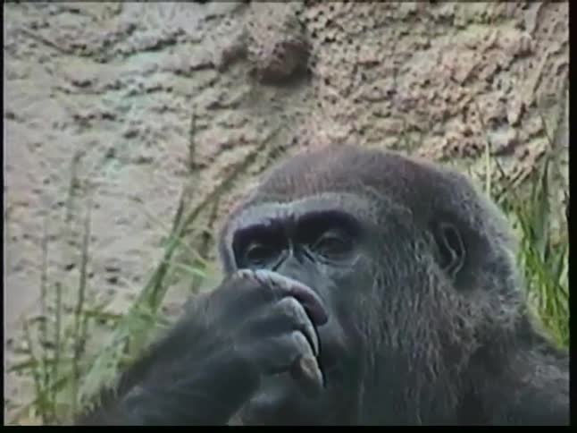 Gorilla bringing food to its mouth in a natural environment