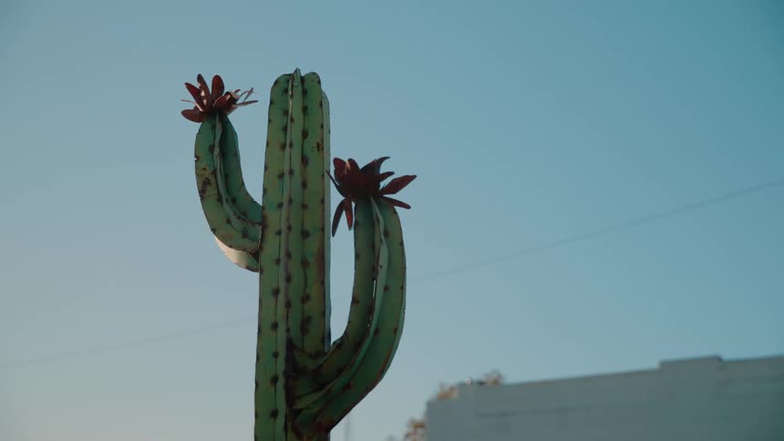 Green cactus with red flowers under a blue sky