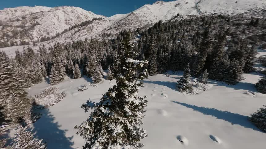 Mountain landscape with snowcovered pine forest and white valley under blue sky