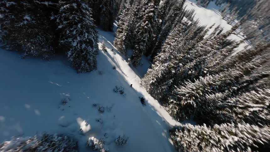 A forest on a highland is covered in snow on a sunny winter day