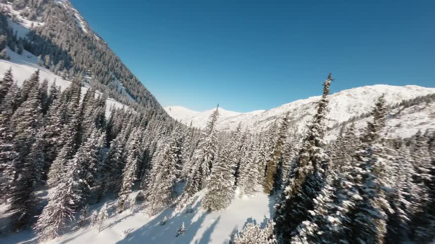 Tall pine trees covered in thick white snow stand on a steep mountain slope under a clear blue sky during a bright winter day