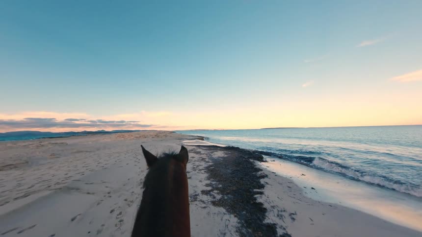 View of horses head on sandy beach by the sea with gentle waves and evening sky