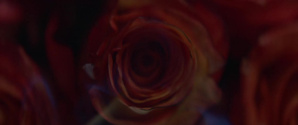 A rose is on fire