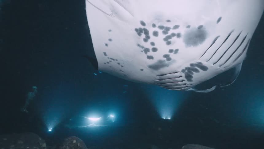 A diver shines a light upward as a massive spotted manta ray glides gracefully overhead in the dark ocean