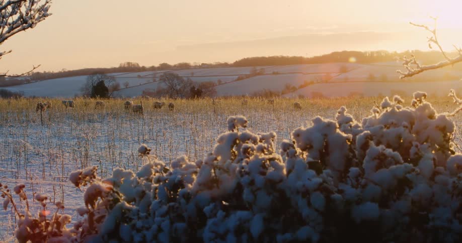 A view from a distance of a group of sheep grazing in a snow covered field at sunset with golden light and soft shadows over the rolling hills and frosted bushes