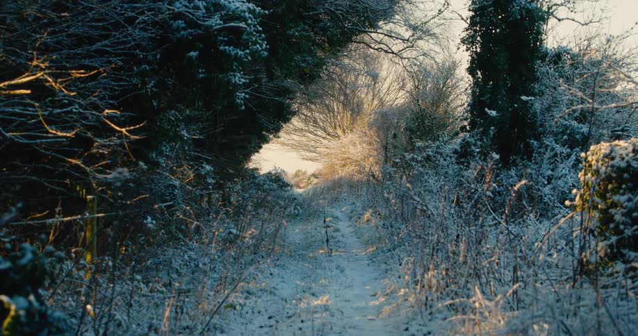 A view of some trees in a forest covered in snow
