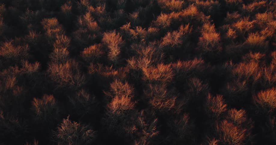 Aerial view of a dense forest canopy glowing with warm amber light the bare treetops forming a textured pattern against deep shadow