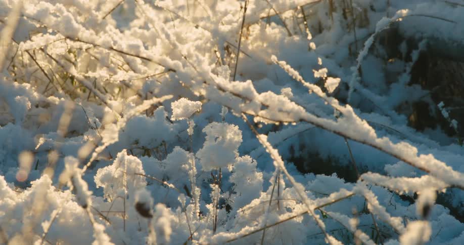 Frost covered plants growing close to the snow covered ground shake in the wind during the daytime