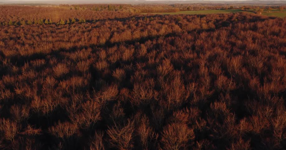 An aerial view shows a vast expanse of leafless forest bathed in warm golden light stretching toward distant fields and rolling hills on the horizon