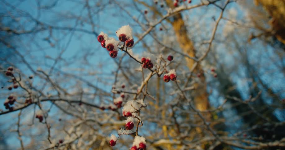 Red berries covered in snow hang from leafless trees in the forest