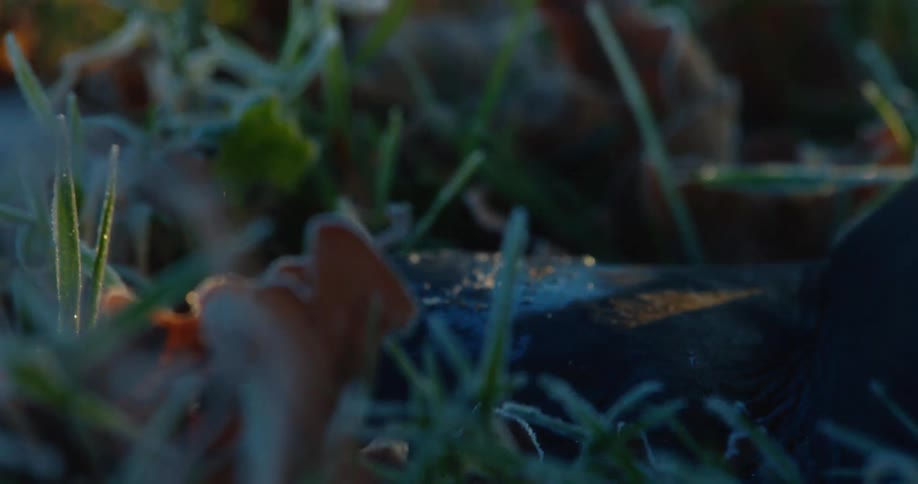 A view of some leaves and grass outdoors