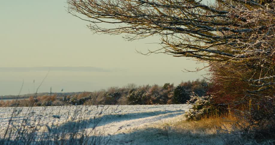 Grass located near a frosted grove on the edge of a snowy field on a winter day waves in the wind