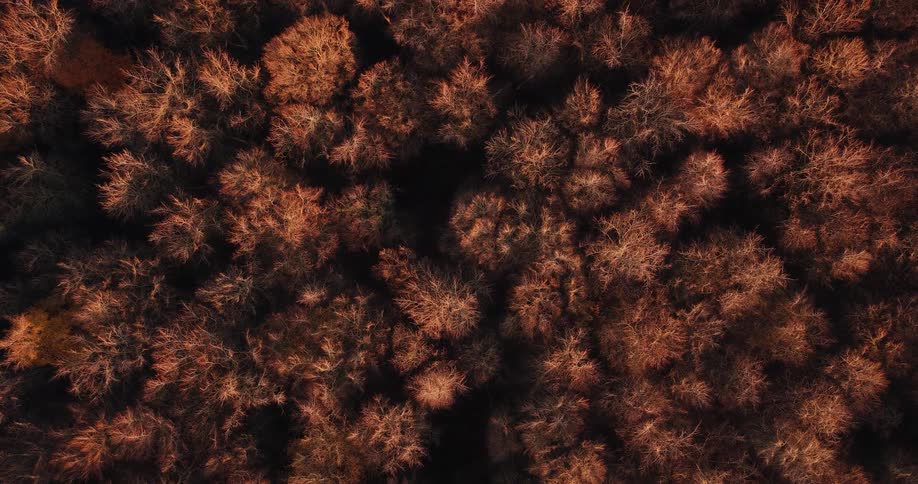 A view from above showing the tops of many trees glowing with golden light from the setting sun