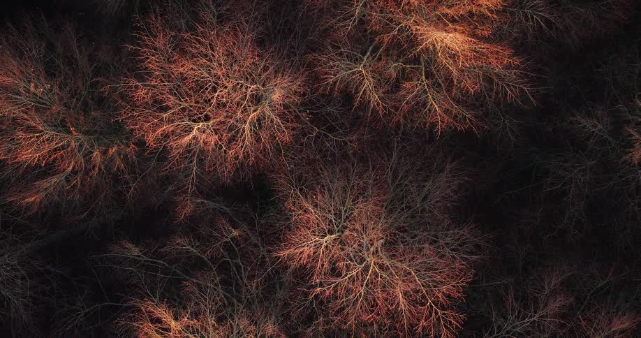 Aerial view looking down at bare brown trees in the forest